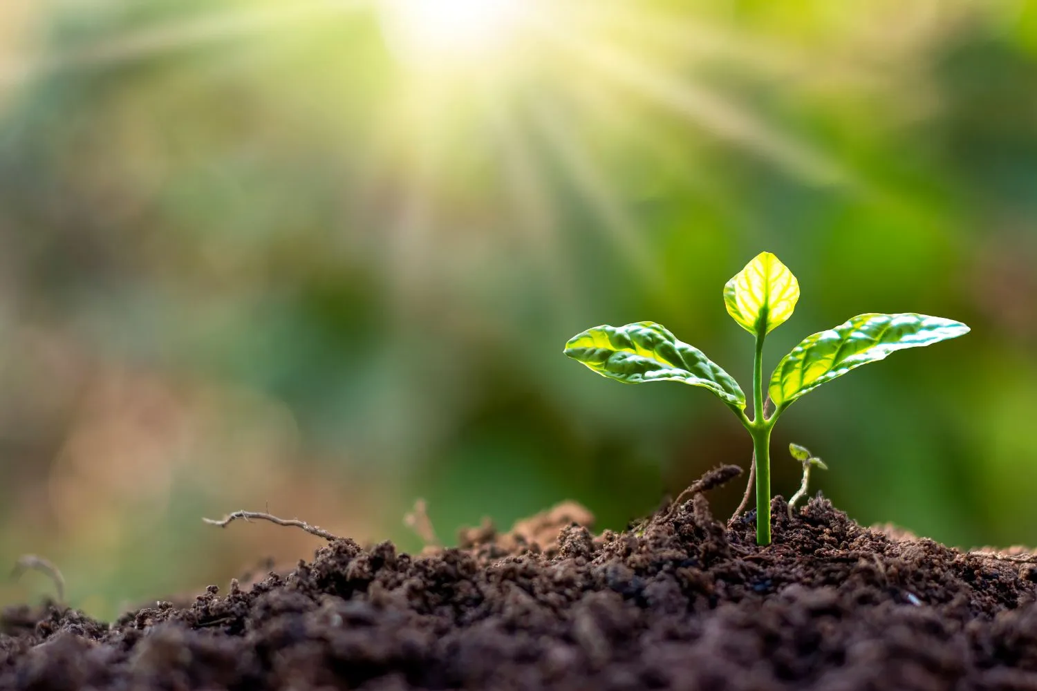 スライダー画像1