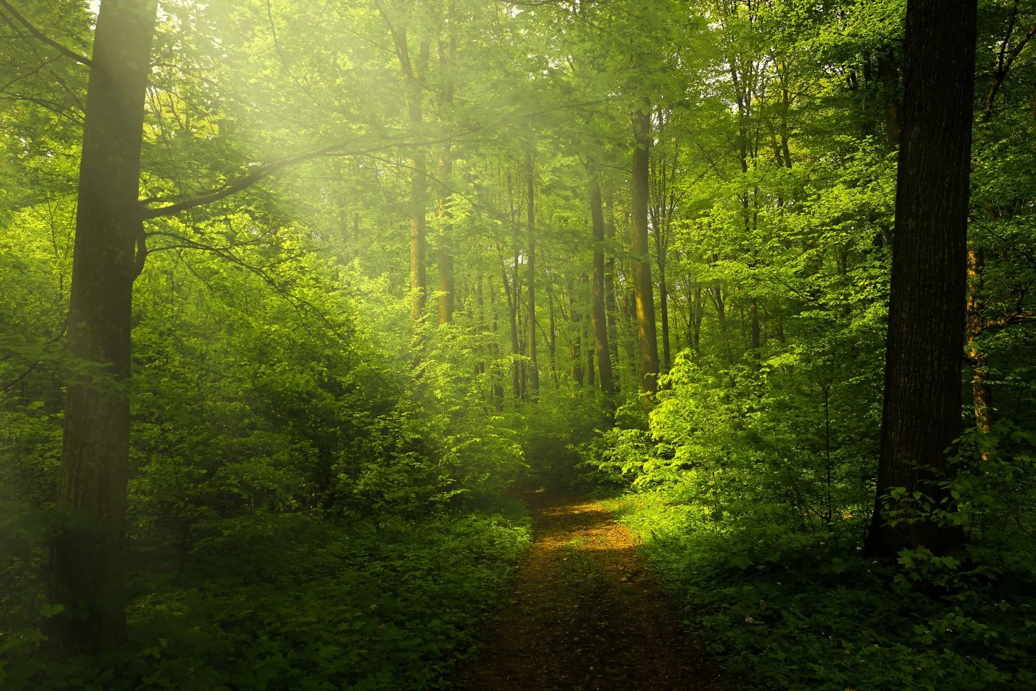 スライダー画像7